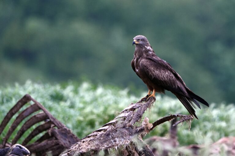Vulture feeding sites