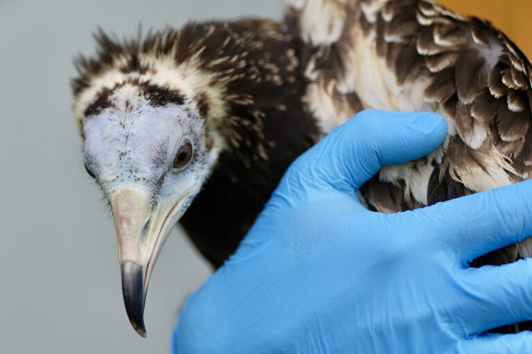 Vulture School