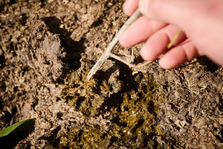 Dung as part of the restoration effort