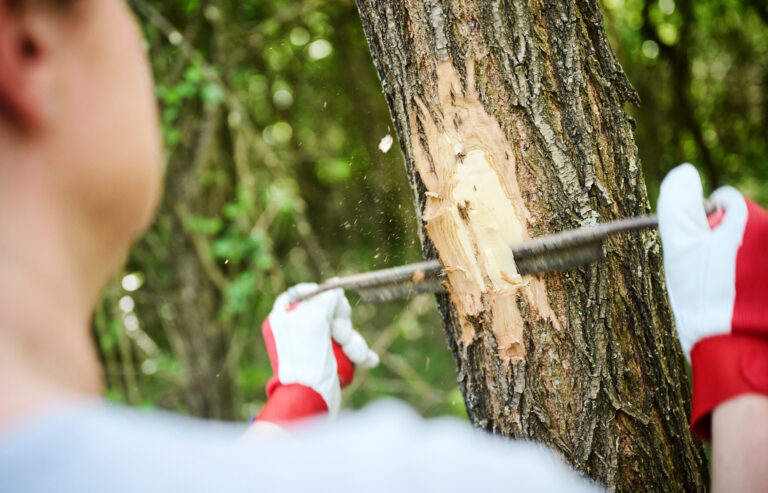 Treatment of invasive tree species