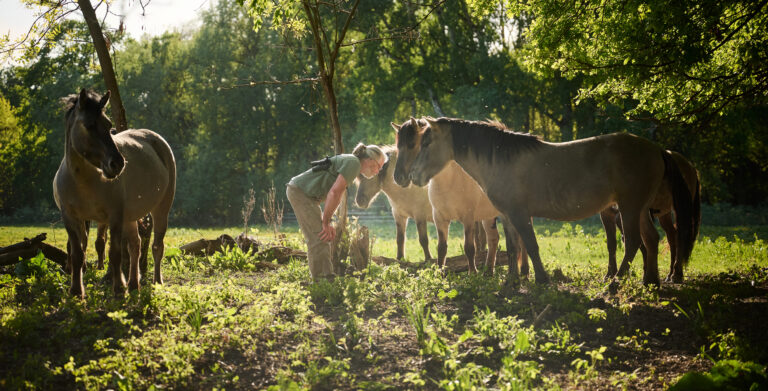 Horses as restorers