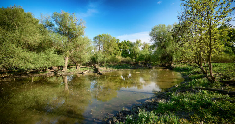The landscape
