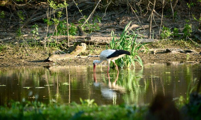 The White Stork