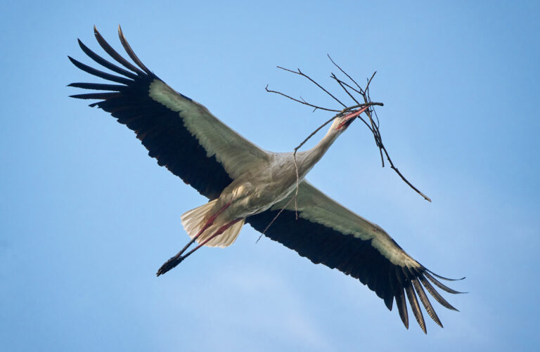 The White Stork