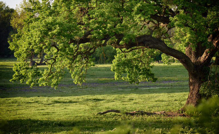 The landscape