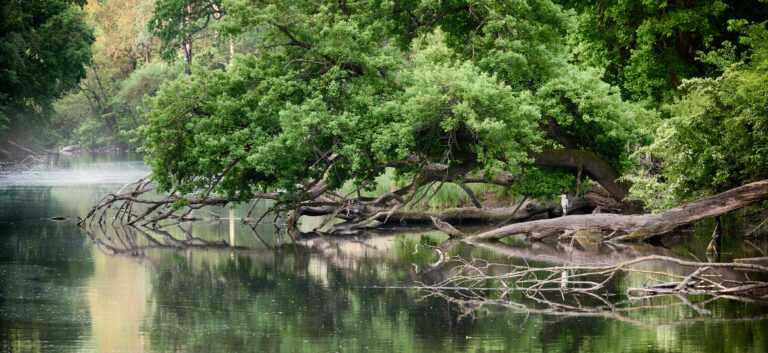 Heron