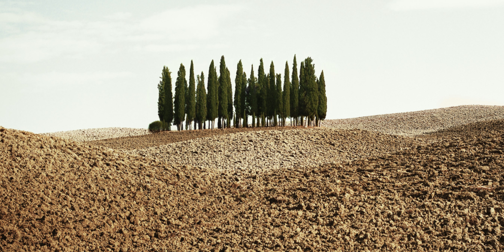 Field in italy with a small group of trees surrounded by barren soil