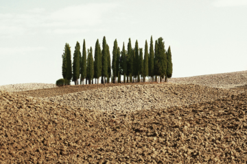Field in italy with a small group of trees surrounded by barren soil