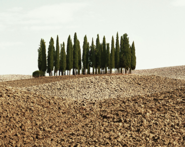 Field in italy with a small group of trees surrounded by barren soil