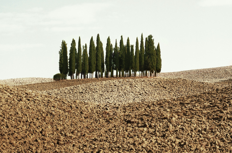 Field in italy with a small group of trees surrounded by barren soil