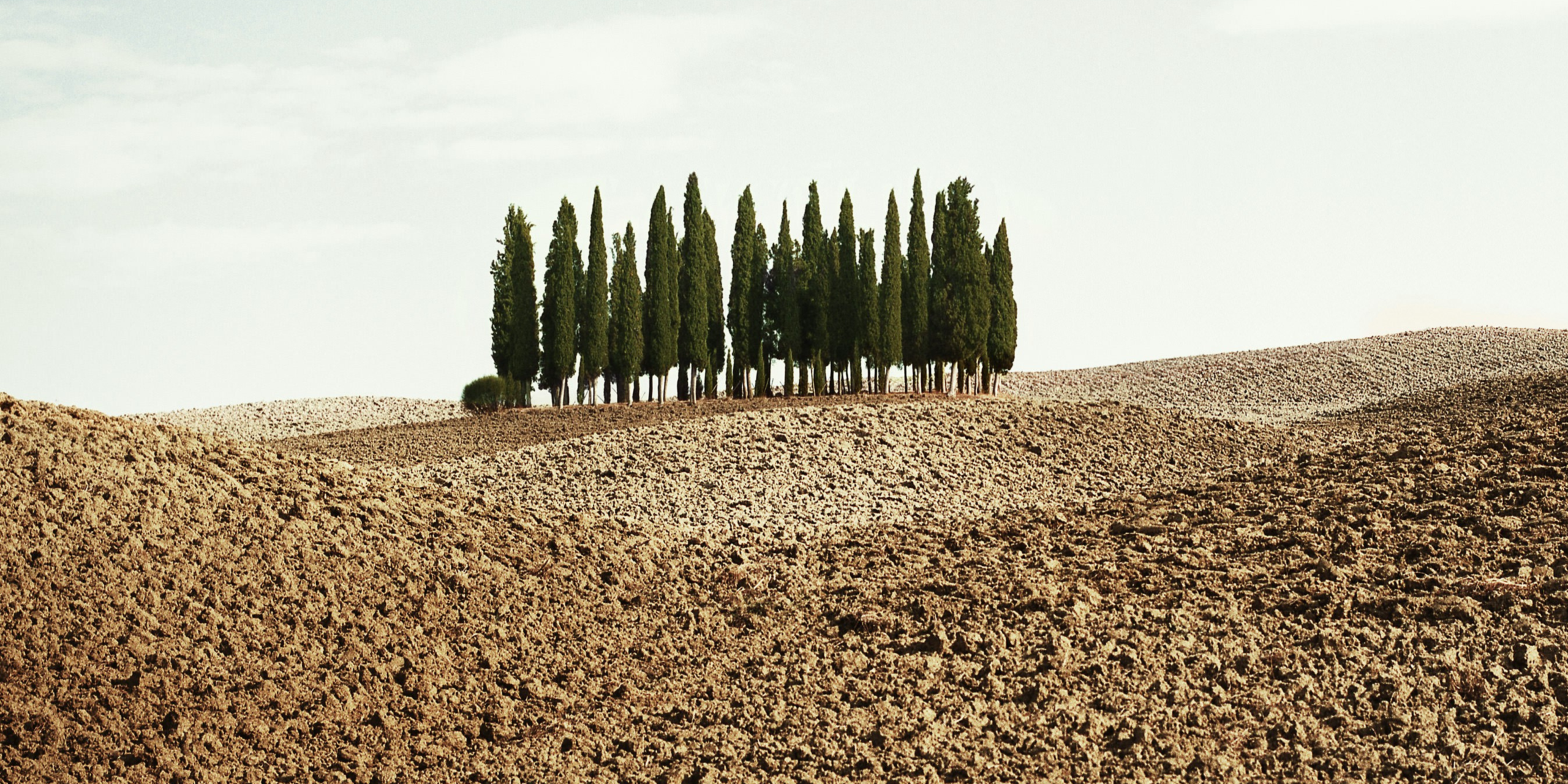 Field in italy with a small group of trees surrounded by barren soil