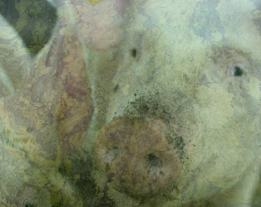 Image of pigs with green algae superimposed on top