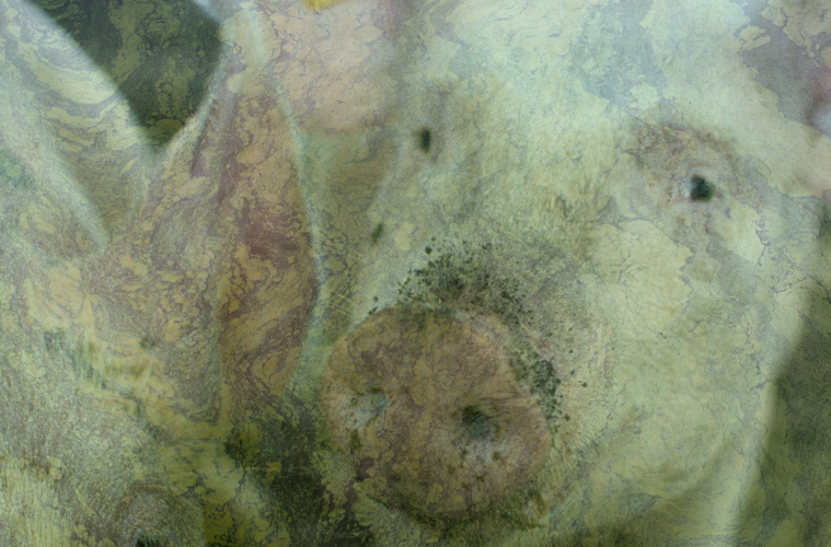 Image of pigs with green algae superimposed on top